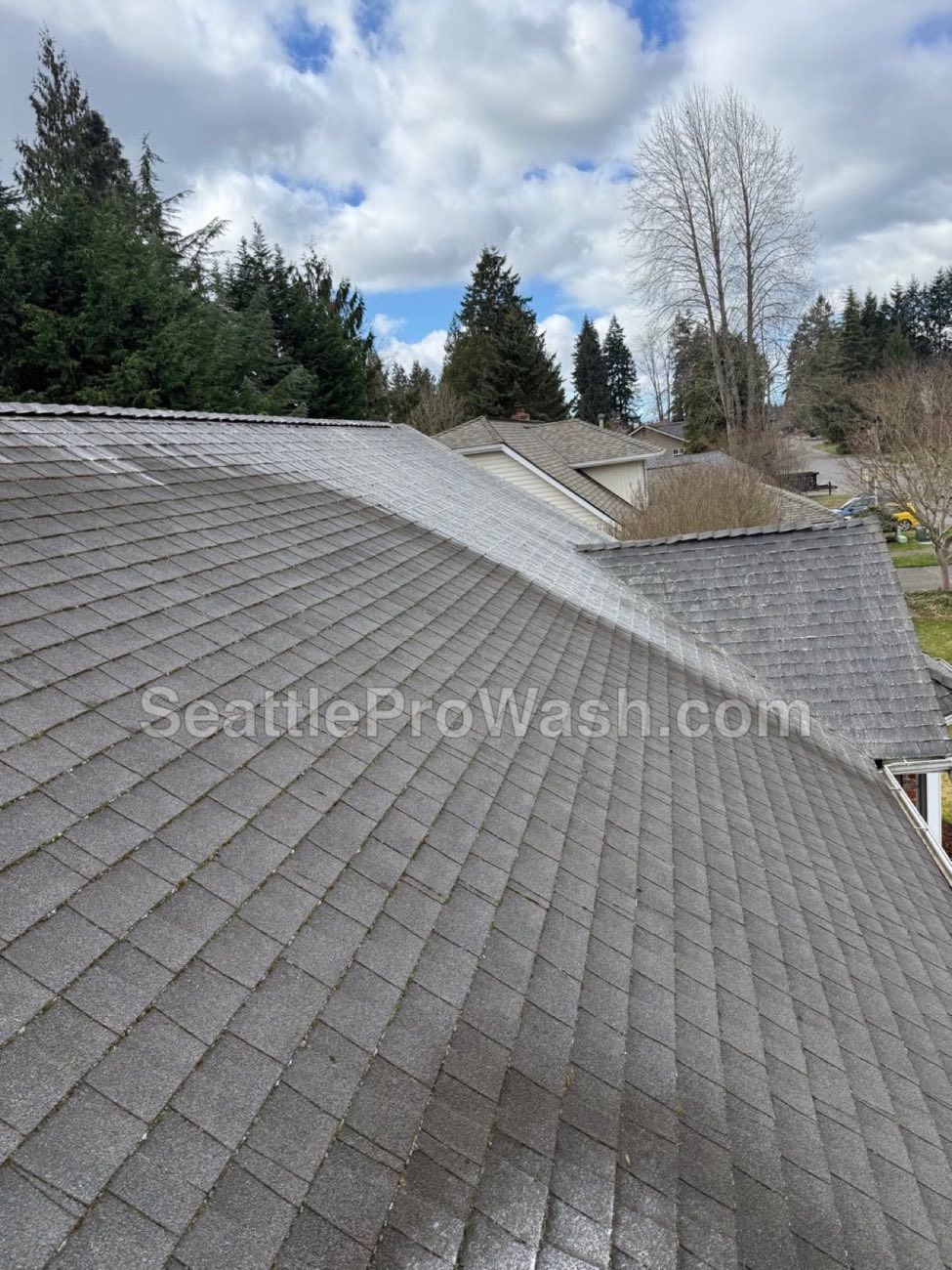 Moss Removal & Treatment